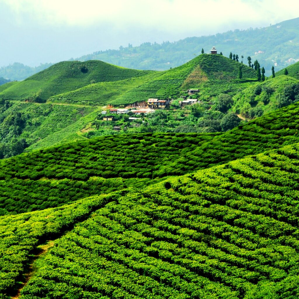 Ilam and Darjeeling Travel Guide